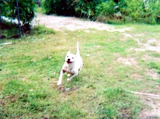 Charles Ernest Brandon Jr. - Photo 38