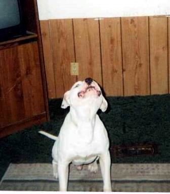 Charles Ernest Brandon Jr. - Photo 93