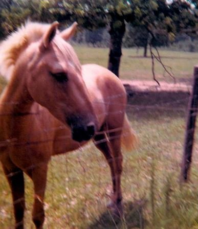 Gary Sheffield - Photo 39