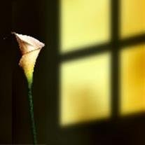 Nelda White - Photo 16