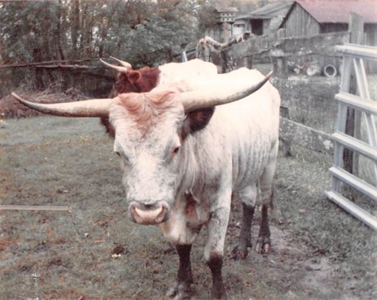 Douglas Peveto - Photo 23